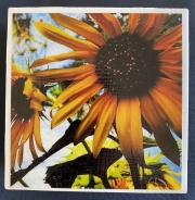 sunflower coasters - Terry Gaskins Art